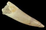 Fossil Plesiosaur (Zarafasaura) Tooth - Morocco #91294-1
